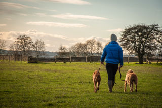 Wildlife Walk Dogs On Lead