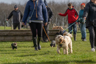 White cockapoo on a Cotswold Dog Walk at Cotswold Farm Park