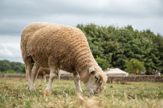 Cotswold Sheep 22 2