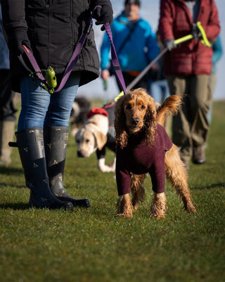 Red cocker spaniel in a burgundy jumper on a Cotswold Dog Walk at Cotswold Farm Park